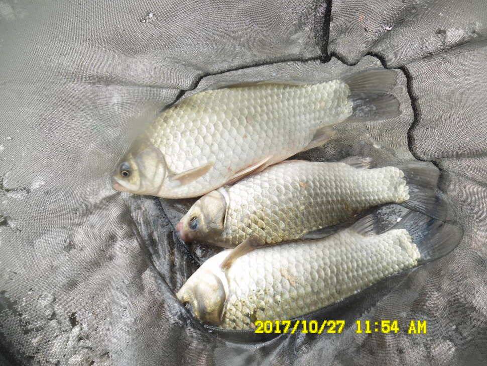 경주 동산낚시터 의 꾸준한 조황 (유료터정보 - 유료터점주조황)