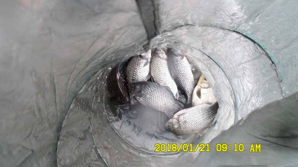 반제지4짜월척과 붕어마리수조황 (유료터정보 - 유료터점주조황)