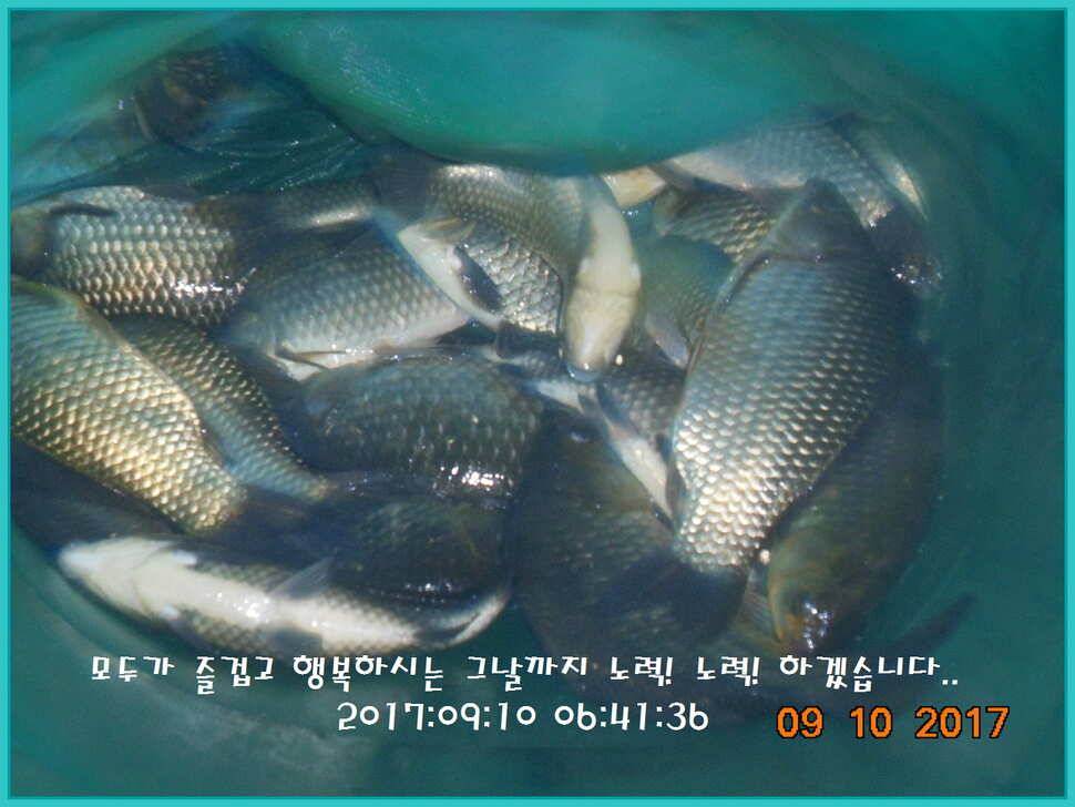 도심속의 작은 쉼터 화성 관리 낚시터입니다지처서 못하겠답니다 (유료터정보 - 유료터점주조황)