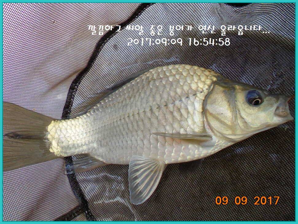 도심속의 작은 쉼터 화성 관리 낚시터입니다 주말 조황 좋았습니다 (유료터정보 - 유료터점주조황)