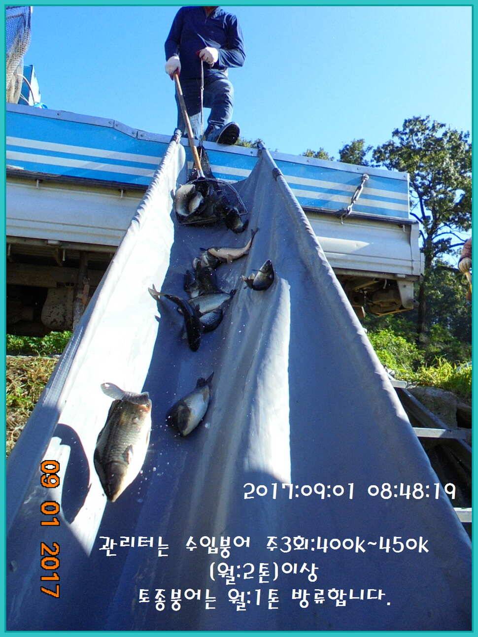 도심속의 작은 쉼터 화성 관리 낚시터입니다 (유료터정보 - 유료터점주조황)
