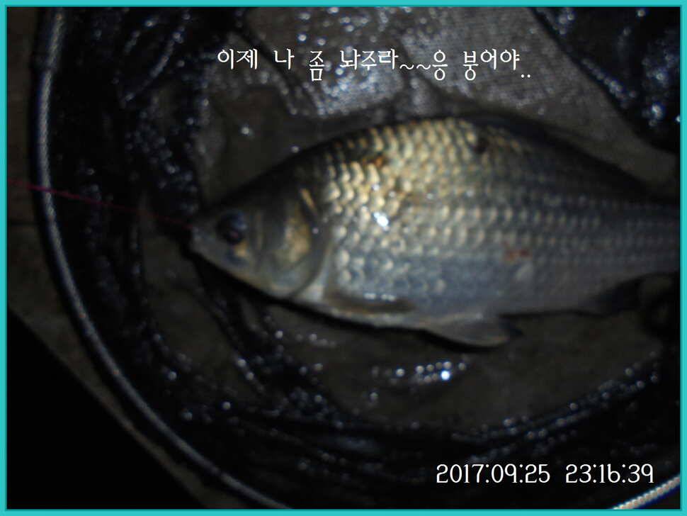 도심속의 작은 쉼터 화성 관리 낚시터입니다건강하고 풍성한 한가위 맞으소서 (유료터정보 - 유료터점주조황)