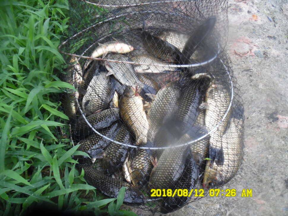 경주 동산낚시터 지난주 조황 (유료터정보 - 유료터점주조황)