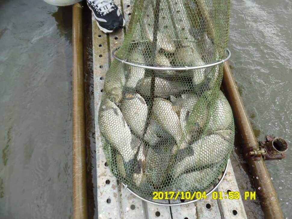 경주동산낚시터 지난주 조황 (유료터정보 - 유료터점주조황)