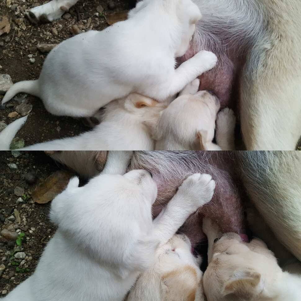 다산왕순산왕 (유료터정보 - 유료터점주조황)