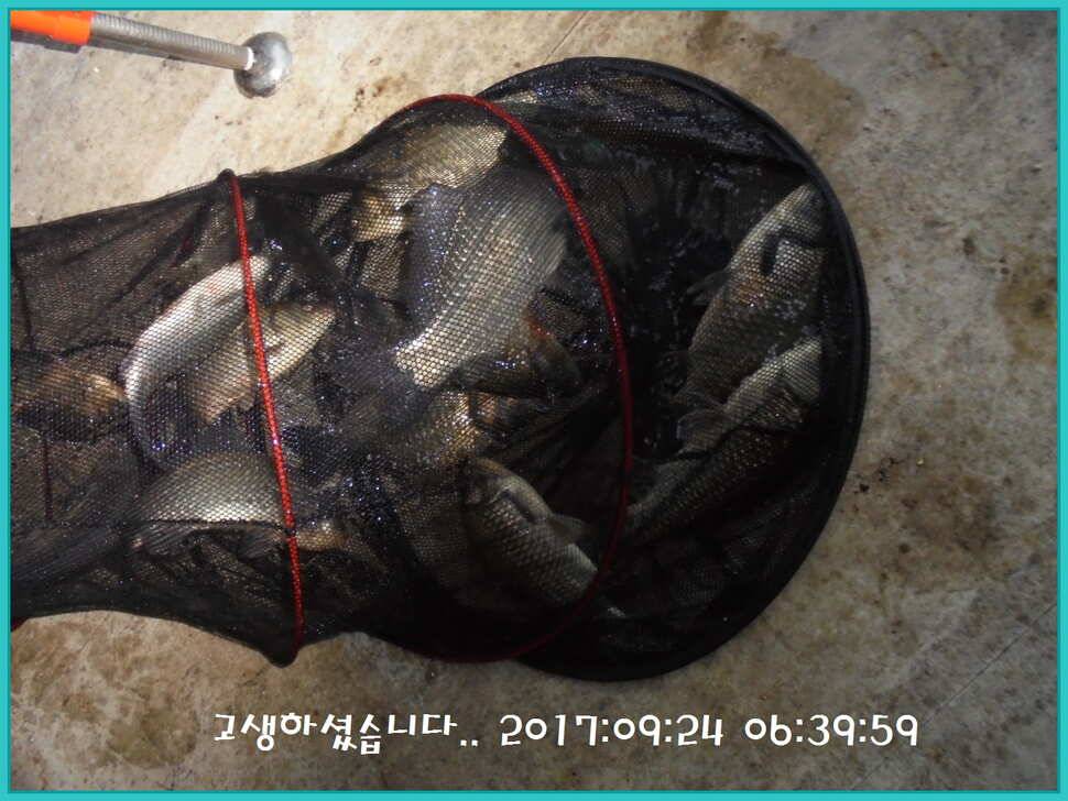 도심속의 작은 쉼터 화성 관리 낚시터입니다노지보단 방가로쪽 상류보단 하류쪽이 더 좋았습니다 (유료터정보 - 유료터점주조황)