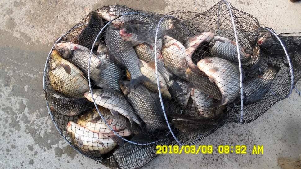 지금 반제지는 붕어마리수조황 3월9일 아침조황 (유료터정보 - 유료터점주조황)