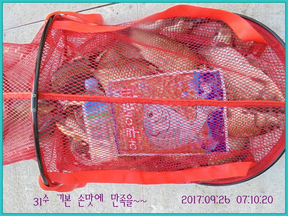 도심속의 작은 쉼터 화성 관리 낚시터입니다9월이여 안녕 (유료터정보 - 유료터점주조황)