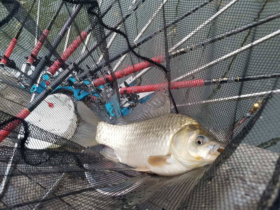 fish_pay_7f609_060012_88655.jpg