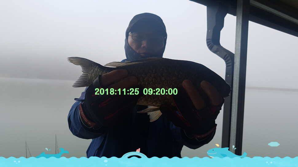 신원낚시터 11월 마지막주 조황소식과 방류 동영상 입니다 (유료터정보 - 유료터점주조황)