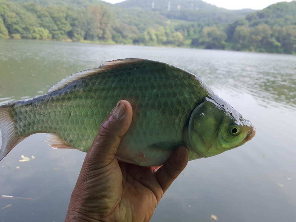 안성죽산장계지조항전경입니다 (유료터정보 - 유료터점주조황)