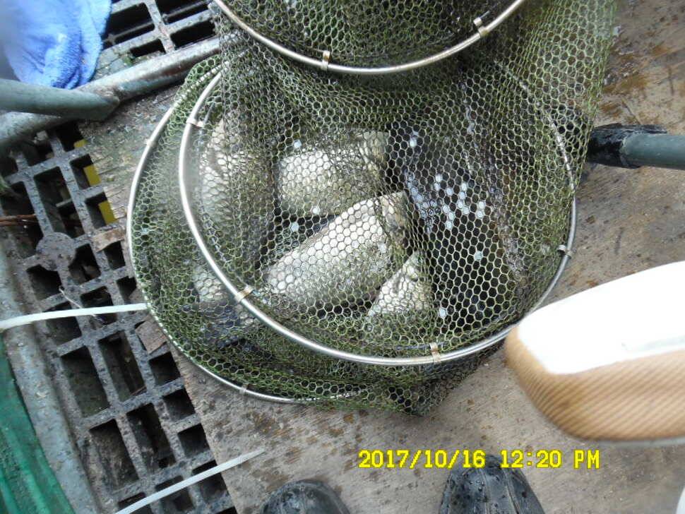 꾸준히 방류하는 경주 동산낚시터 지난주 조황 (유료터정보 - 유료터점주조황)