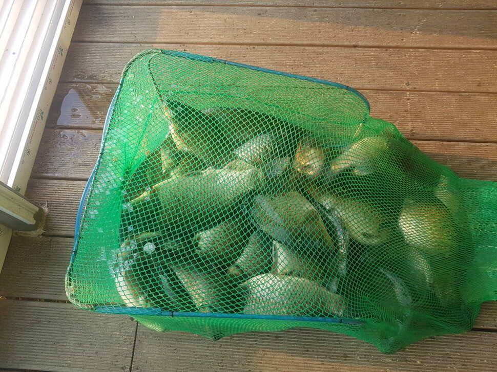 2월 8일 거청낚시터 붕어조황 (유료터정보 - 유료터점주조황)