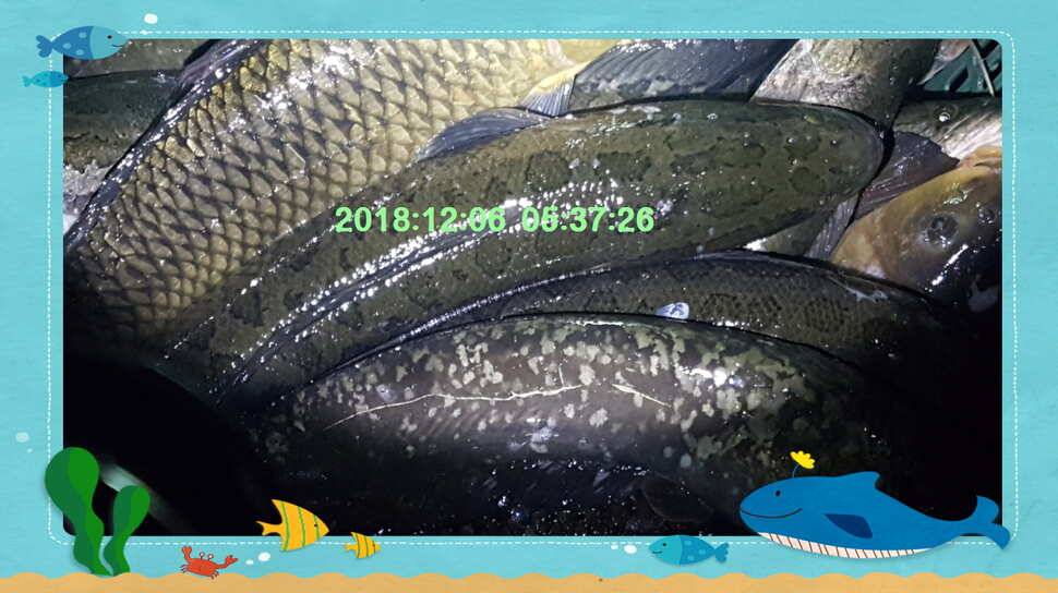 신원낚시터 12월 11일 토종붕어 방류 동영상 입니다 (유료터정보 - 유료터점주조황)