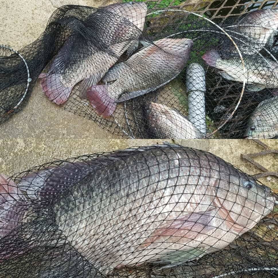 fish_pay_84f9d_070803_53104.jpg