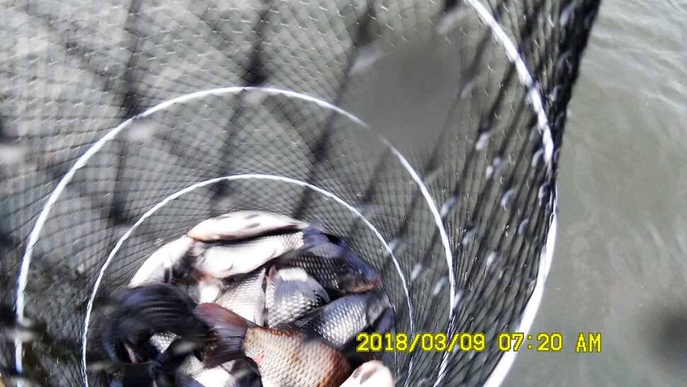 지금 반제지는 붕어마리수조황 3월9일 아침조황 (유료터정보 - 유료터점주조황)