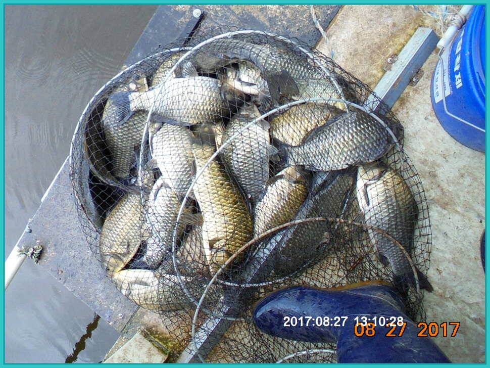 도심속의 작은 쉼터 화성 관리 낚시터입니다 (유료터정보 - 유료터점주조황)