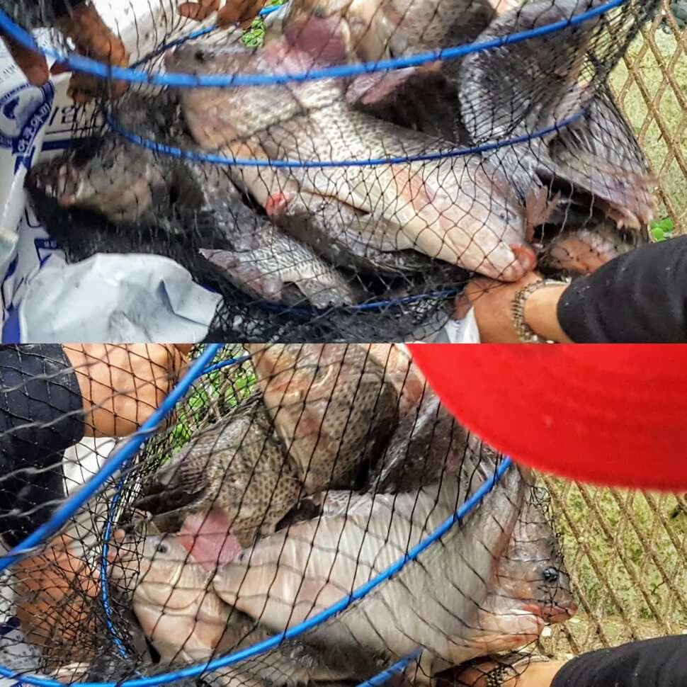 꿀맛 식혜 (유료터정보 - 유료터점주조황)