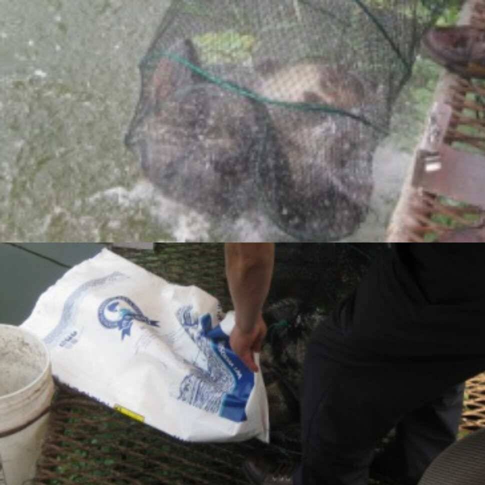 하우스 역돔낚시 개장 (유료터정보 - 유료터점주조황)