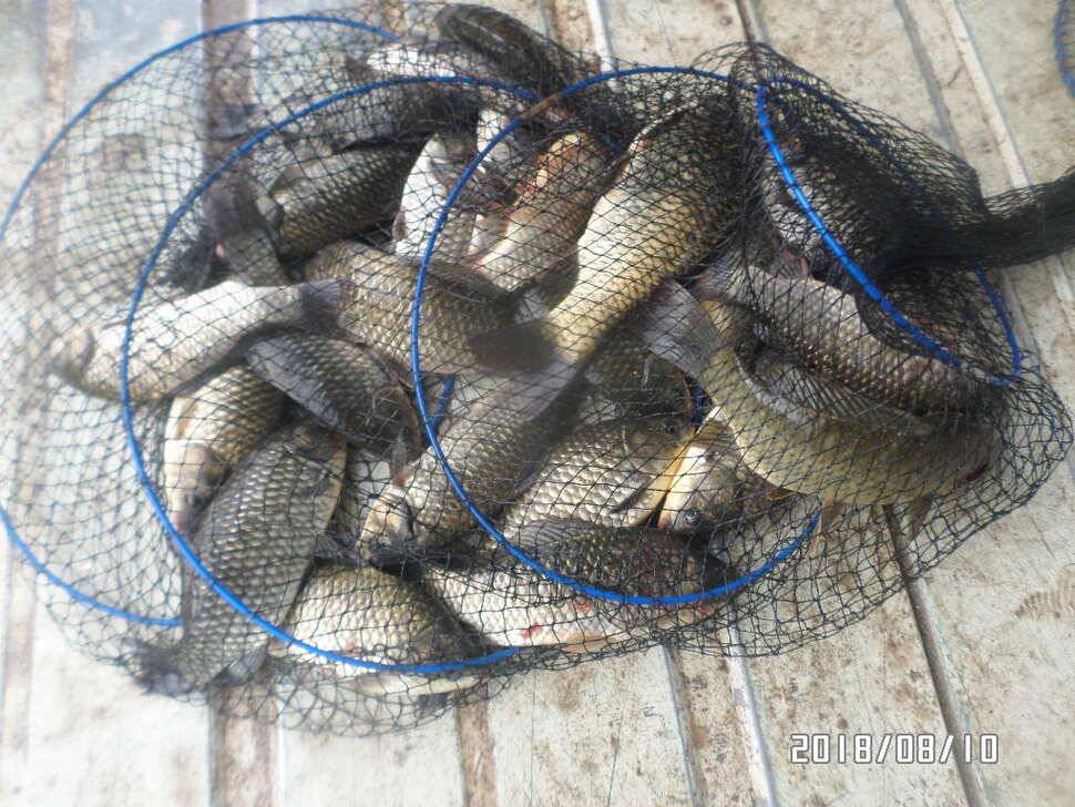 fish_pay_88116_045005_77154.jpg