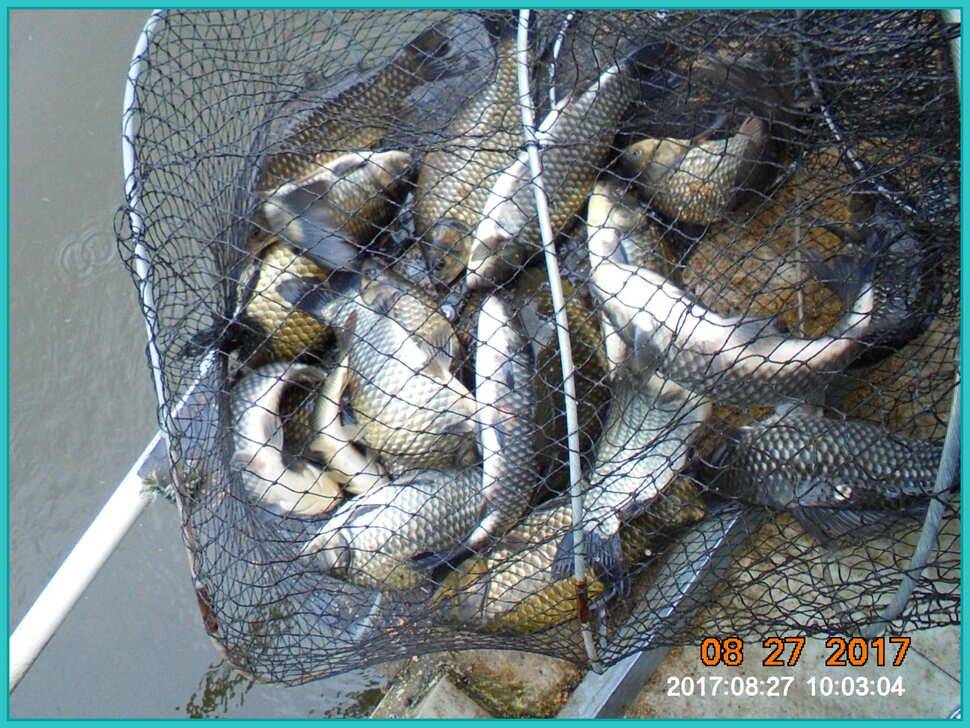 도심속의 작은 쉼터 화성 관리 낚시터입니다 (유료터정보 - 유료터점주조황)