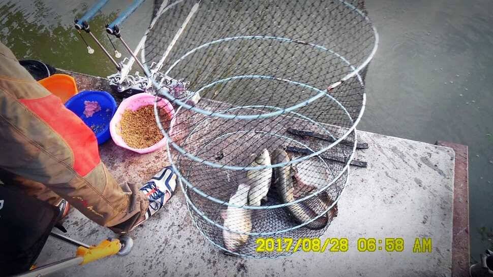 반제지 조황정보입니다 (유료터정보 - 유료터점주조황)