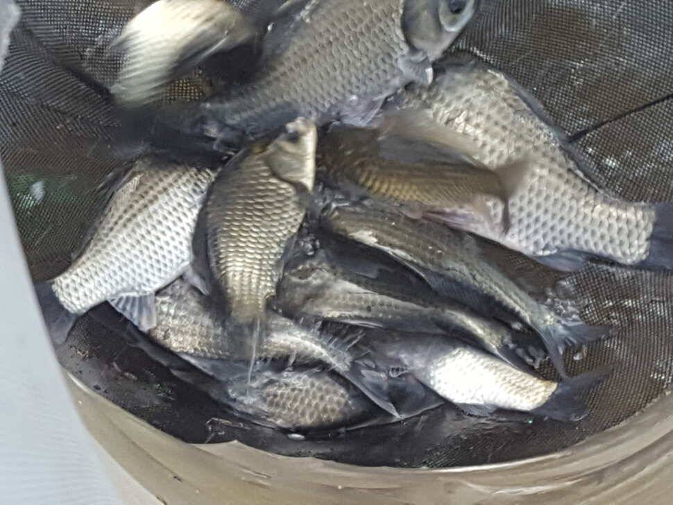 안성죽산장계지조항전경입니다 (유료터정보 - 유료터점주조황)