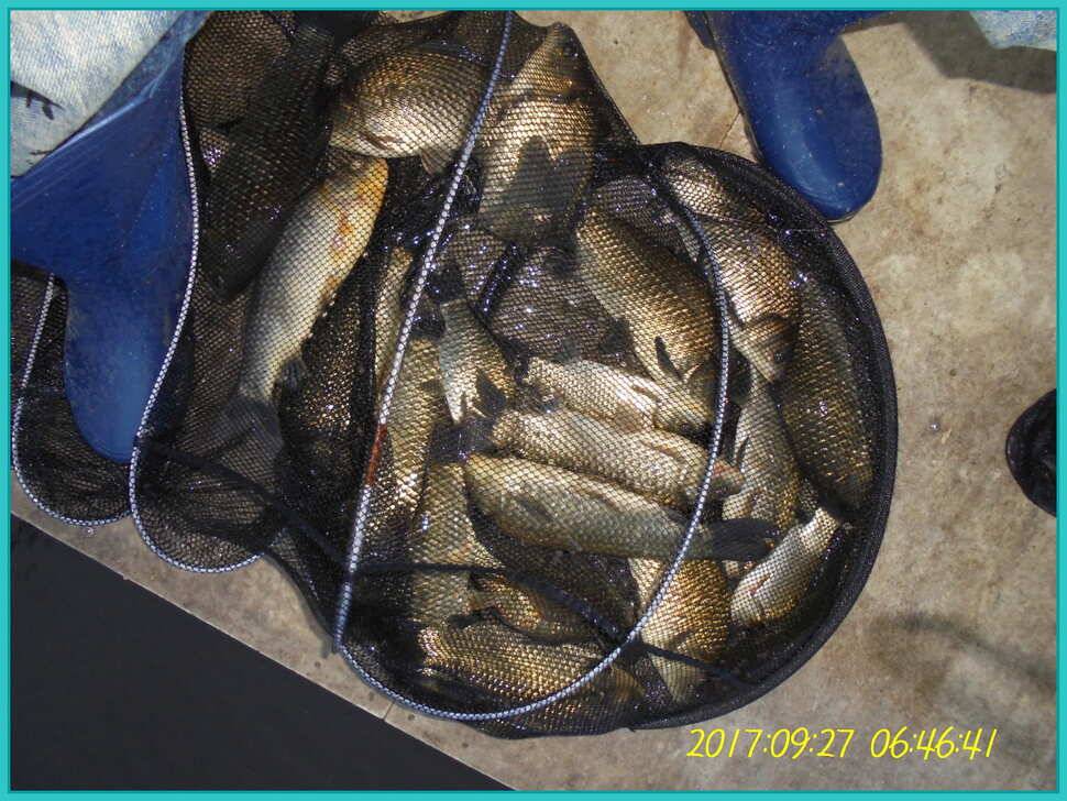 도심속의 작은 쉼터 화성 관리 낚시터입니다즐겁고 행복하고 풍성한 한가위 보내세요 (유료터정보 - 유료터점주조황)
