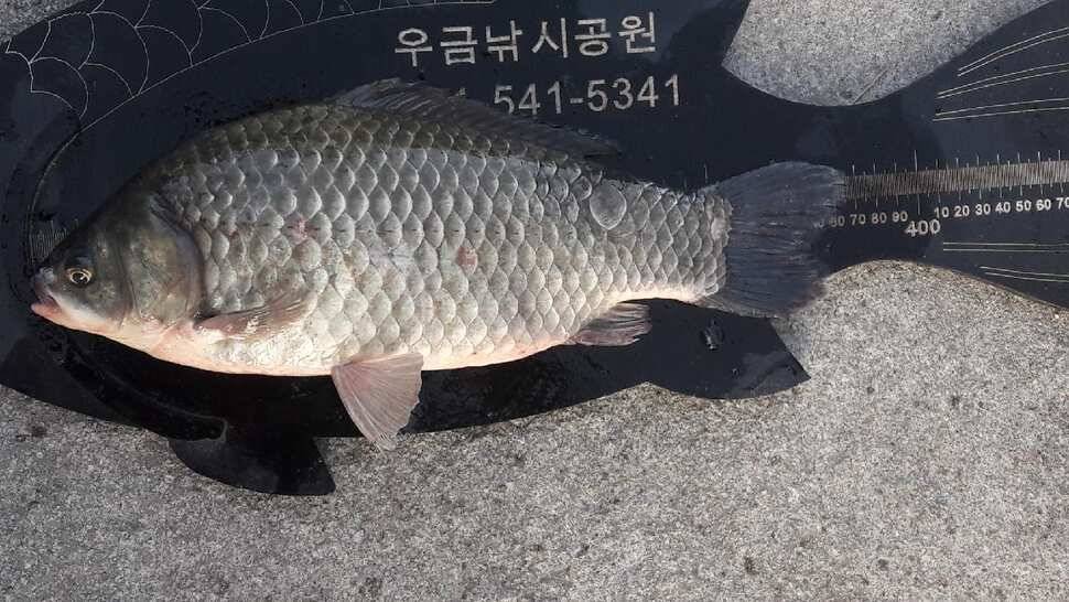만추의 우금낚시공원 (유료터정보 - 유료터점주조황)