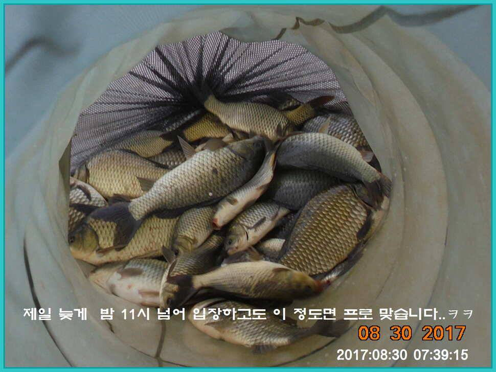 도심속의 작은 쉼터 화성 관리 낚시터입니다 (유료터정보 - 유료터점주조황)
