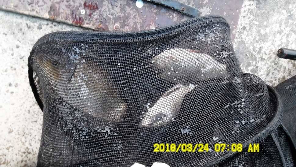 반제지 조황정보와 붕어폭탄방류 (유료터정보 - 유료터점주조황)