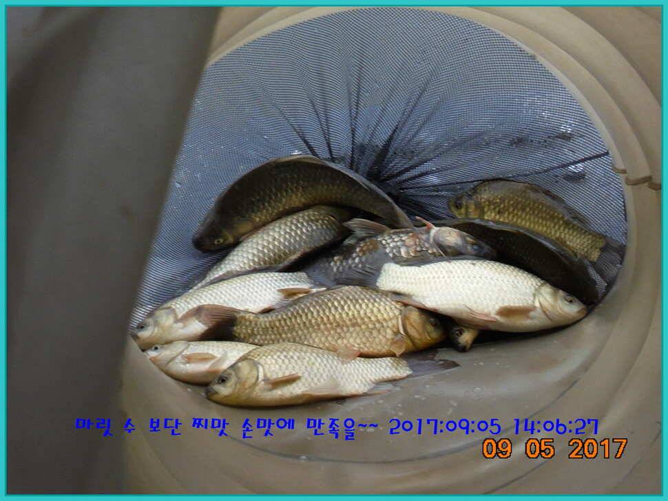 도심속의 작은 쉼터 화성 관리 낚시터입니다생각나는 사람으로 살자 (유료터정보 - 유료터점주조황)