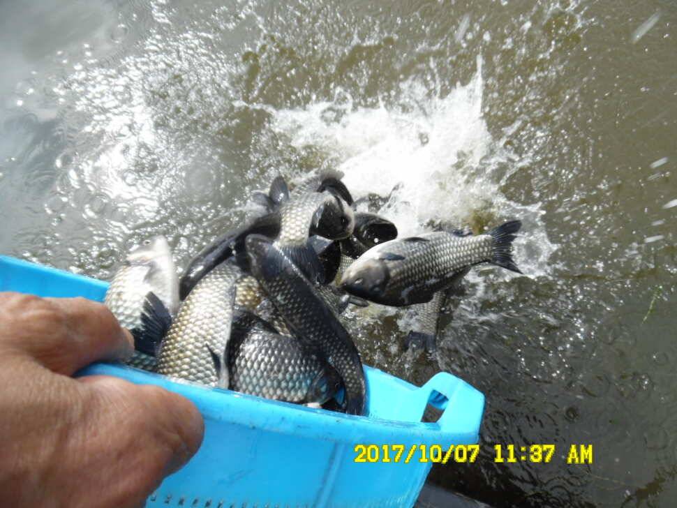 경주동산낚시터 지난주 조황 (유료터정보 - 유료터점주조황)