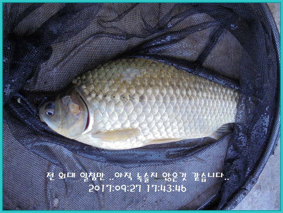 도심속의 작은 쉼터 화성 관리 낚시터입니다즐겁고 행복하고 풍성한 한가위 보내세요 (유료터정보 - 유료터점주조황)
