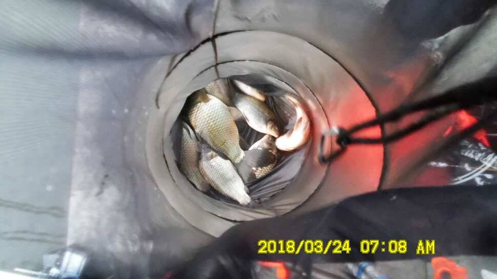 반제지 조황정보와 붕어폭탄방류 (유료터정보 - 유료터점주조황)