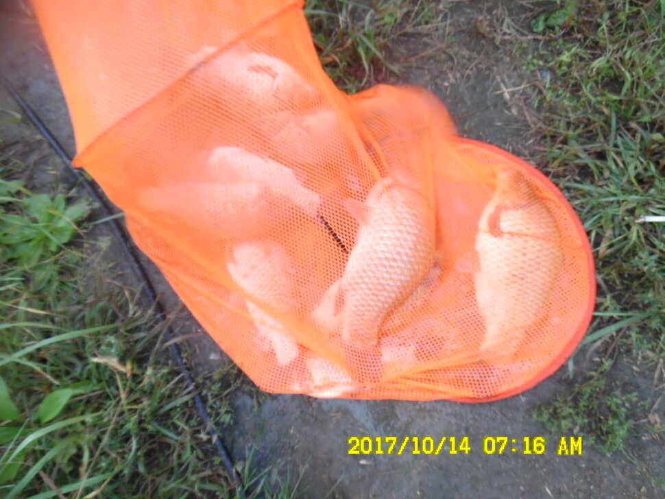 경주 동산낚시터 지난주 조황 (유료터정보 - 유료터점주조황)