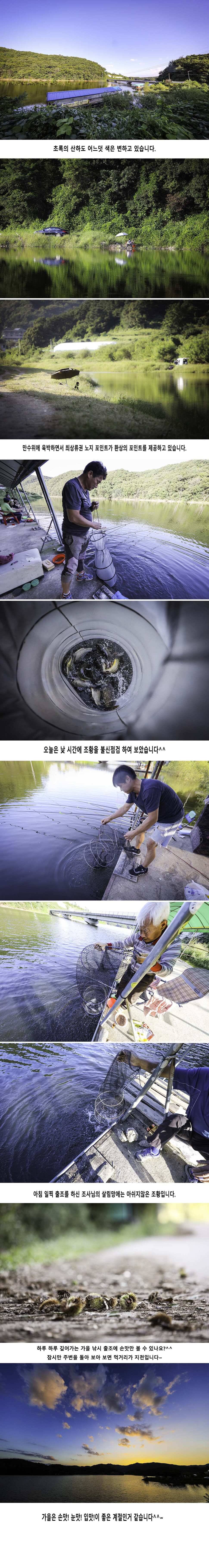 안성 두메낚시터 9월11일 조황안내 (유료터정보 - 유료터점주조황)