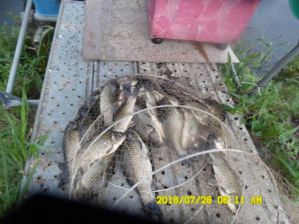 경주 동산낚시터 지난주 조황 (유료터정보 - 유료터점주조황)