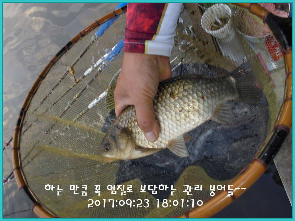 도심속의 작은 쉼터 화성 관리 낚시터입니다하루 하루가 즐겁습니다 (유료터정보 - 유료터점주조황)