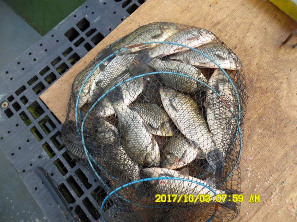 경주동산낚시터 지난주 조황 (유료터정보 - 유료터점주조황)