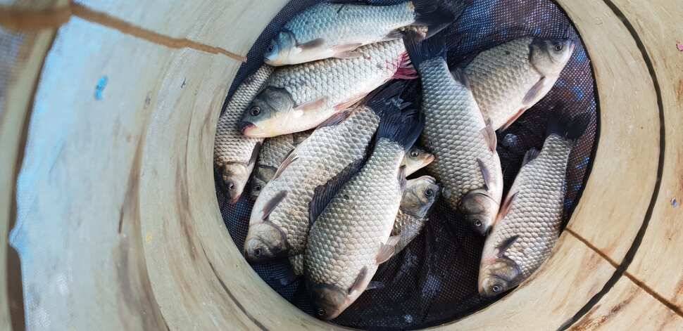 fish_pay_9428f_072605_62246.jpg
