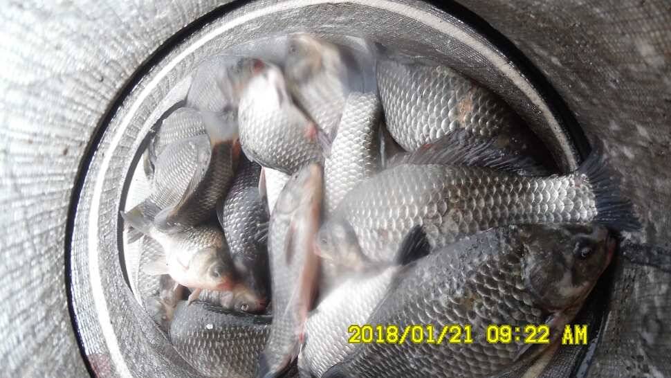 반제지4짜월척과 붕어마리수조황 (유료터정보 - 유료터점주조황)