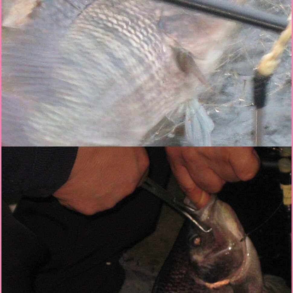 괴물 (유료터정보 - 유료터점주조황)