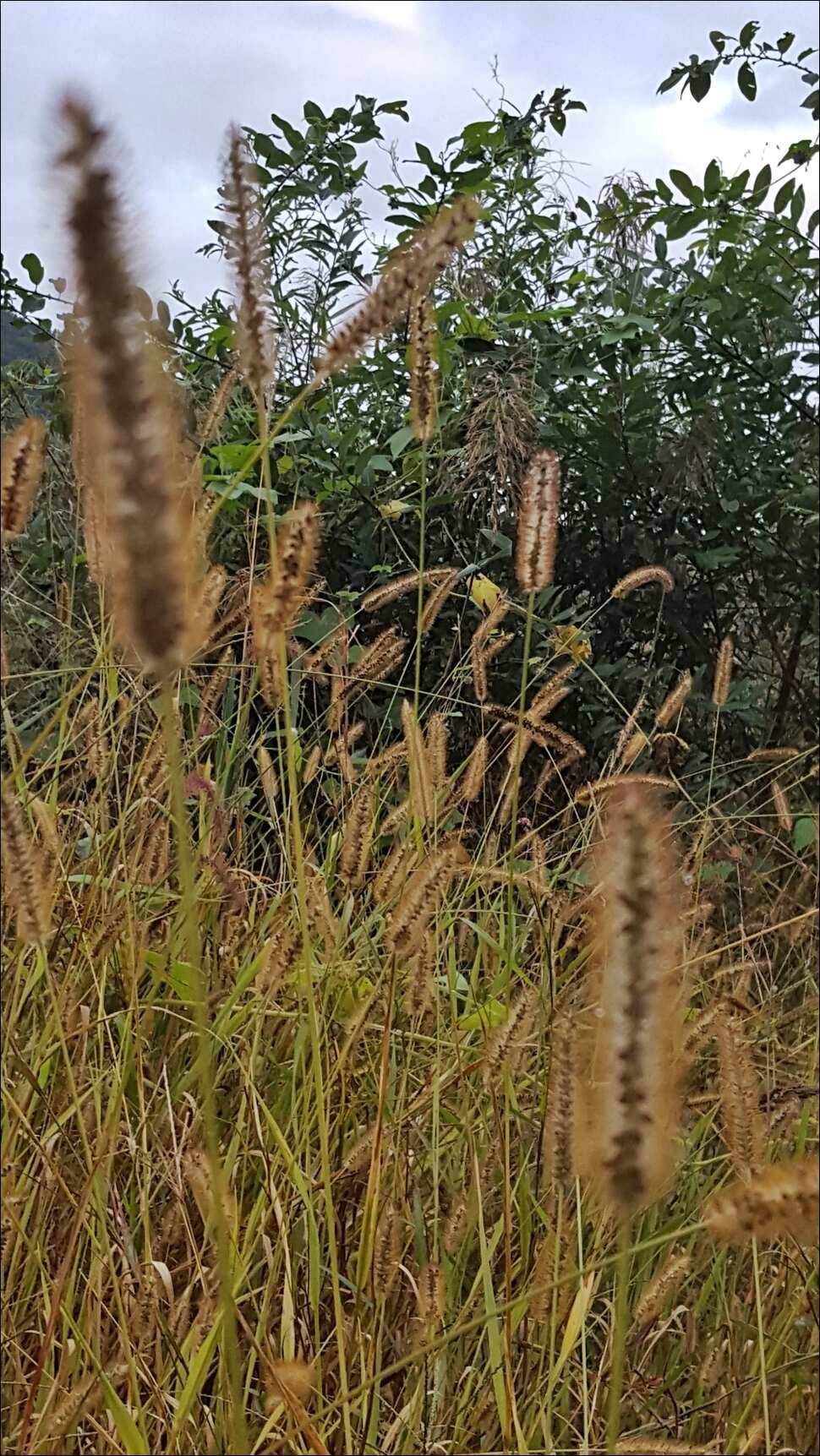 171010 송전지 서울집 조황 (유료터정보 - 유료터점주조황)