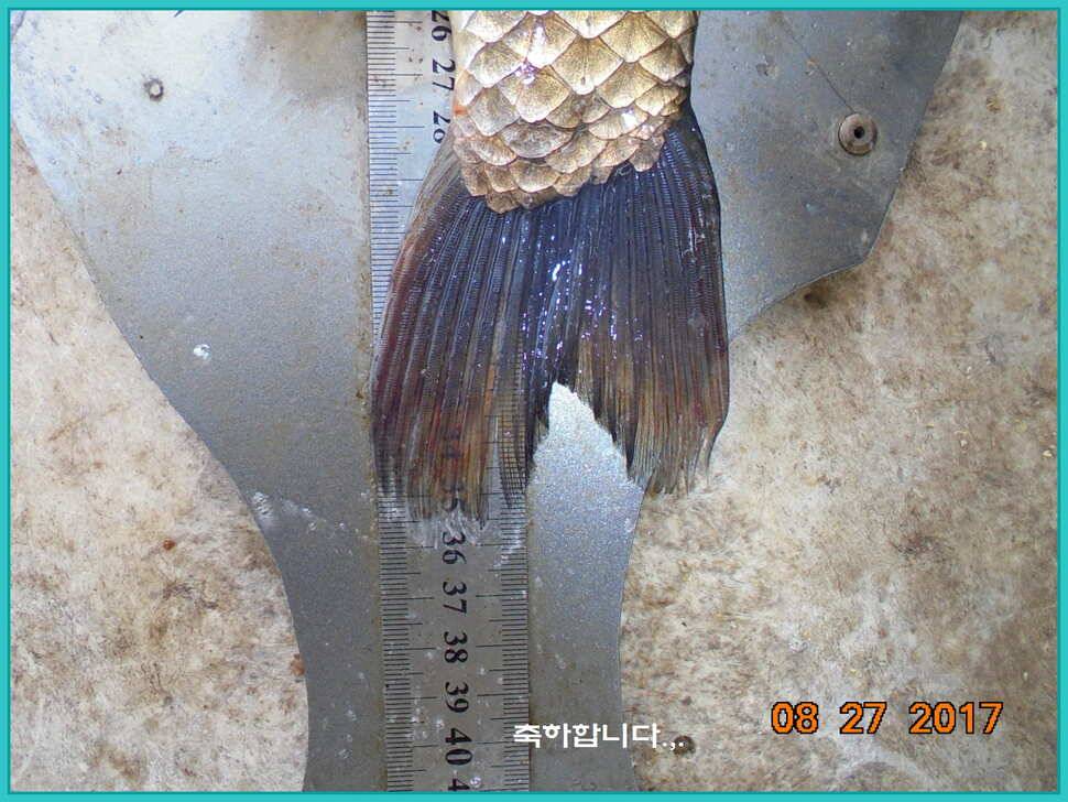 도심속의 작은 쉼터 화성 관리 낚시터입니다예술 한번 하시지요 (유료터정보 - 유료터점주조황)