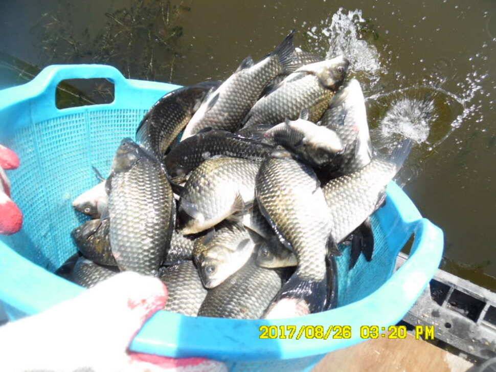 경주동산낚시터 지난주 조황 (유료터정보 - 유료터점주조황)