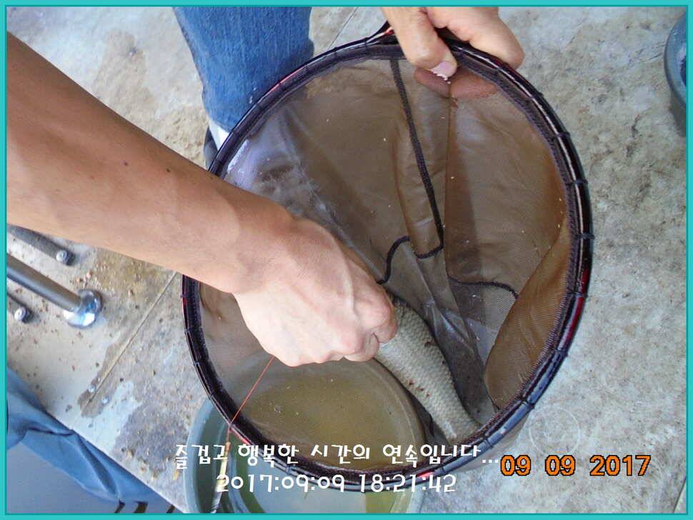 도심속의 작은 쉼터 화성 관리 낚시터입니다지처서 못하겠답니다 (유료터정보 - 유료터점주조황)