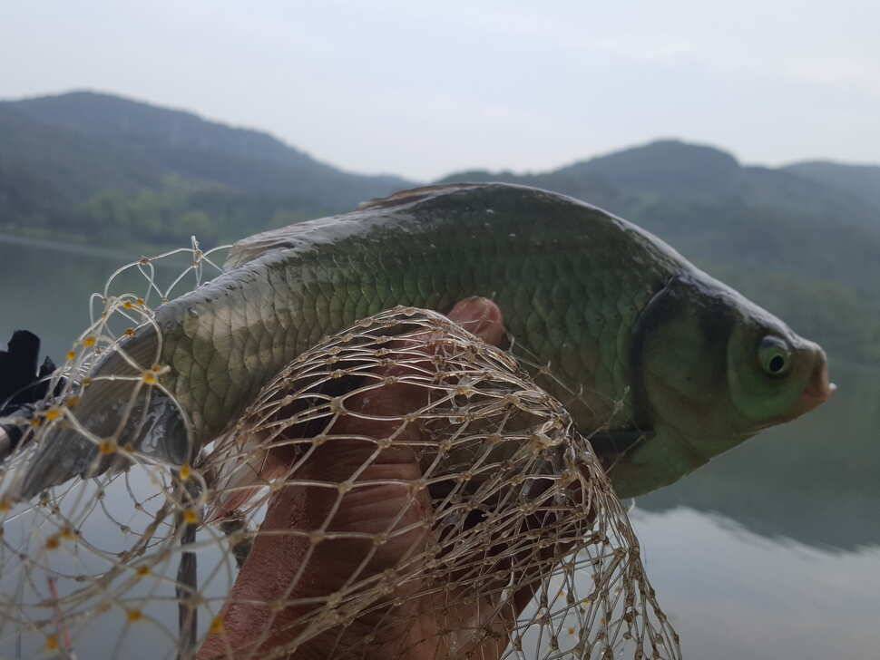 안성죽산장계지조항전경입니다 (유료터정보 - 유료터점주조황)