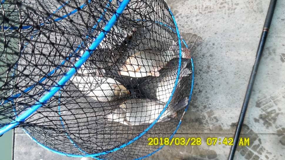 반제지 조황정보입니다 (유료터정보 - 유료터점주조황)
