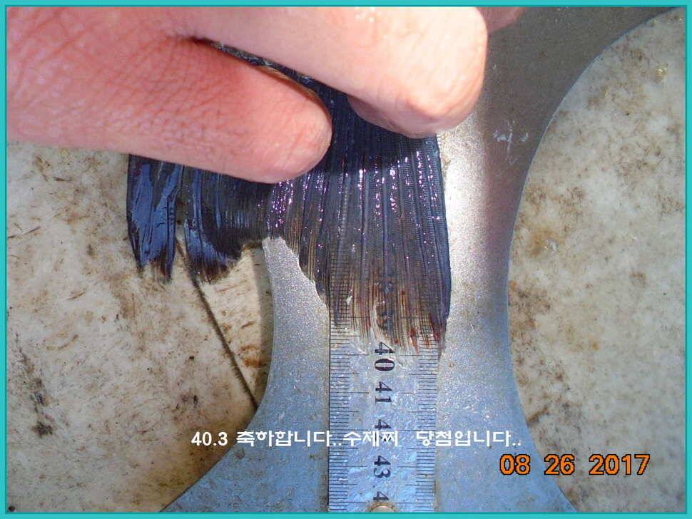 도심속의 작은 쉼터 화성 관리 낚시터입니다밤은 행복입니다 (유료터정보 - 유료터점주조황)